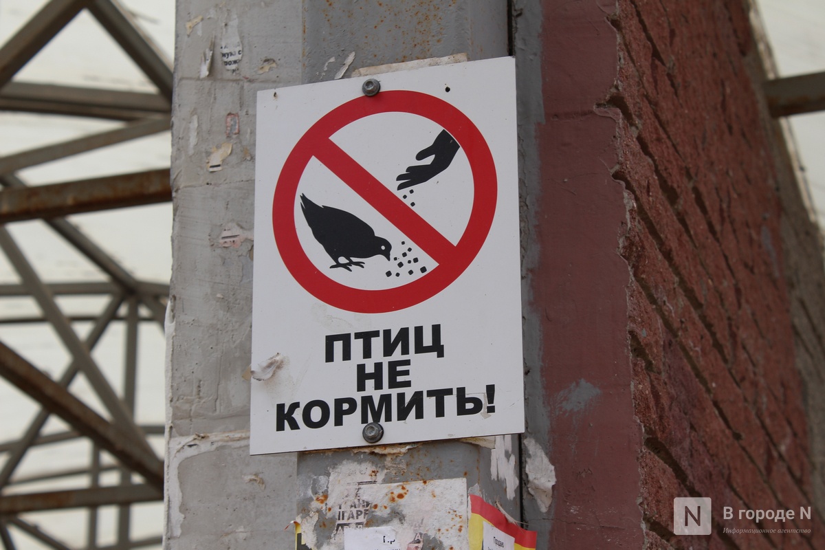 Как выглядят подземные переходы в Нижнем Новгороде и почему туда страшно спускаться &mdash; репортаж &laquo;В городе N&raquo; - фото 19